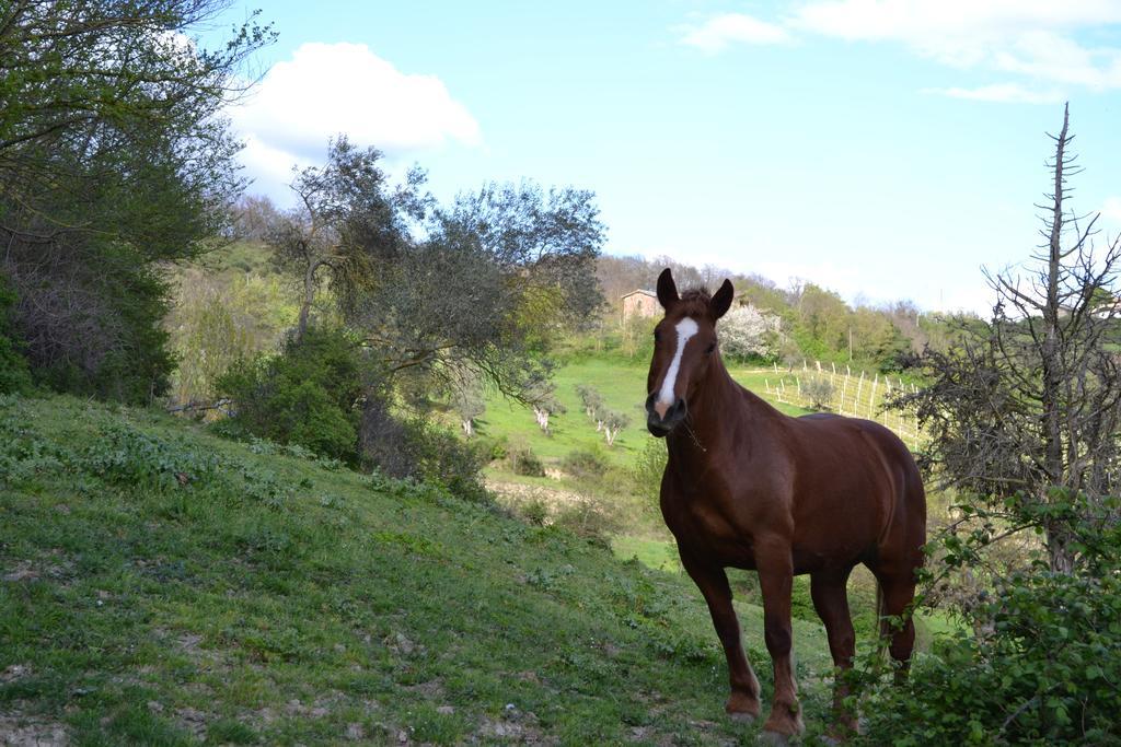 Agriturismo Marano Mengara المظهر الخارجي الصورة